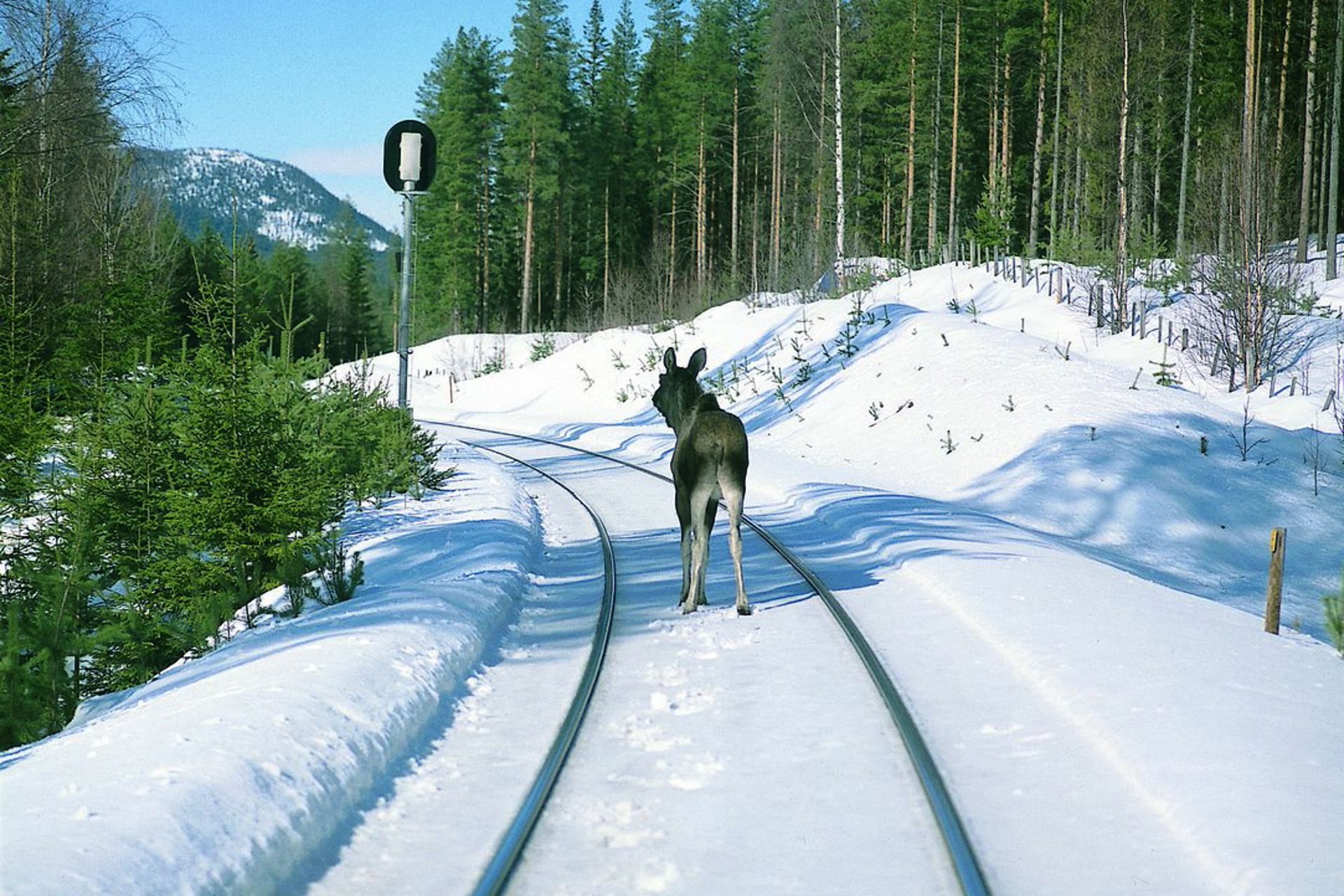 Elg løper i sporet på Rørosbanen