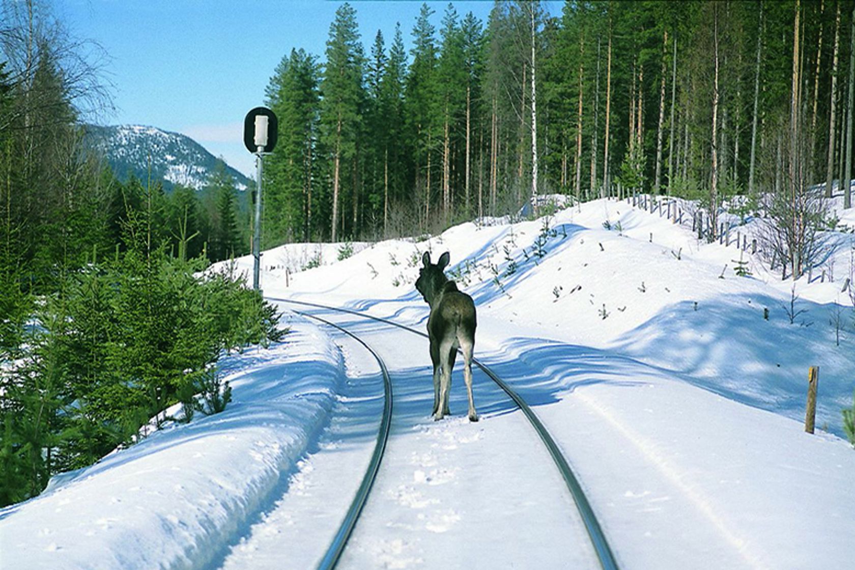 En elg løper foran et tog i et jernbanespor